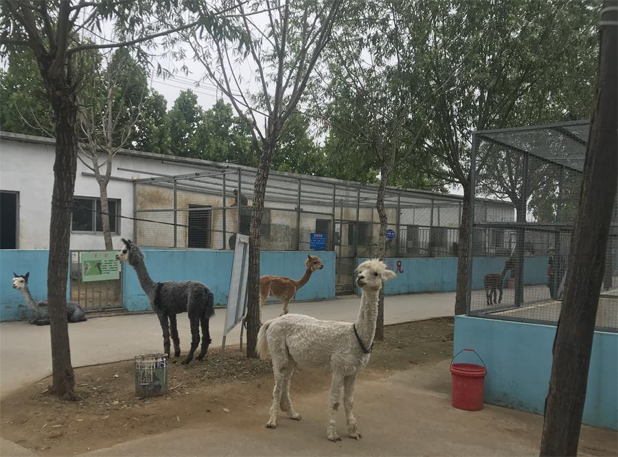 天鵝湖風(fēng)景區(qū)（泰山）速覽！(圖4)