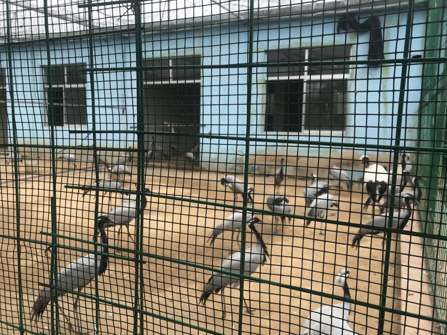 天鵝湖風(fēng)景區(qū)（泰山）速覽！(圖5)