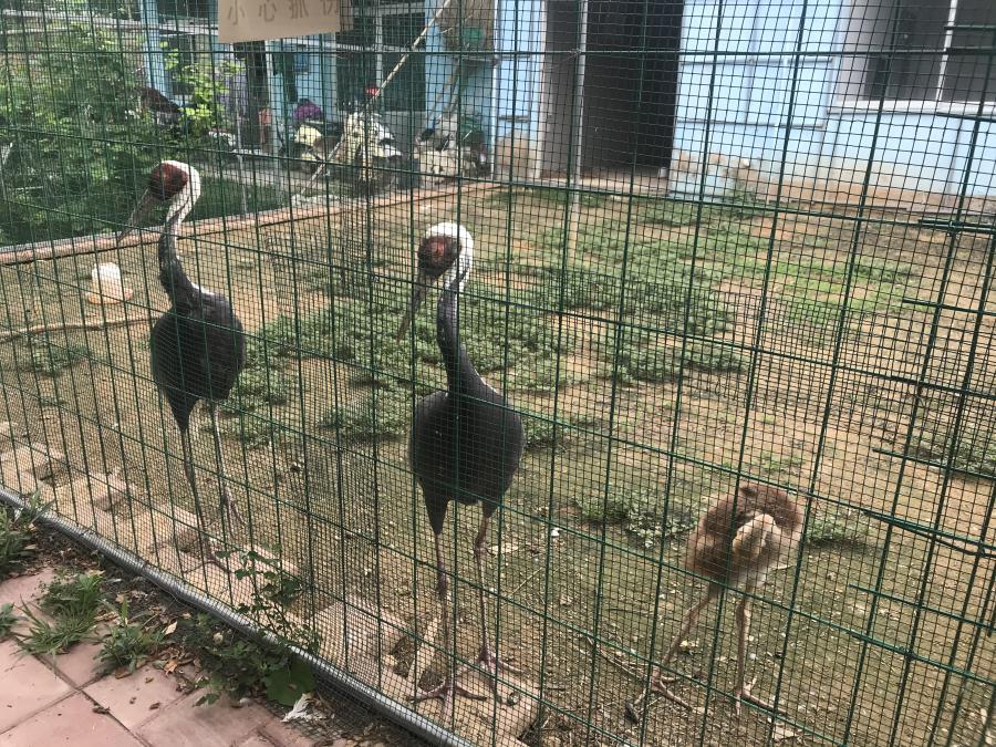 天鵝湖風(fēng)景區(qū)（泰山）速覽！(圖6)