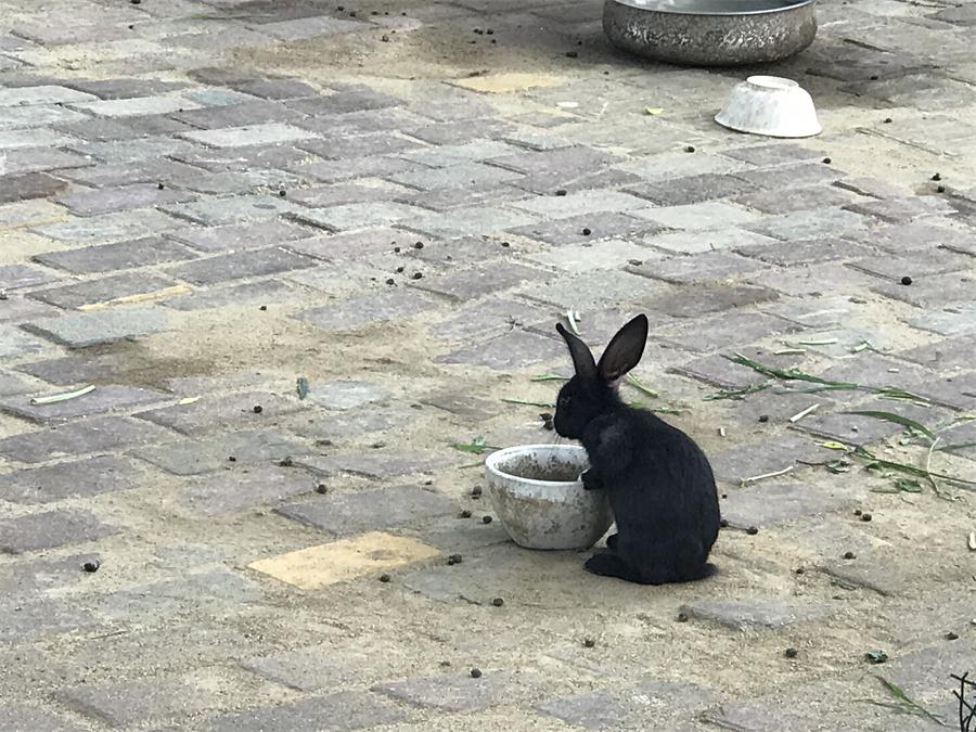 天鵝湖風(fēng)景區(qū)（泰山）速覽！(圖7)