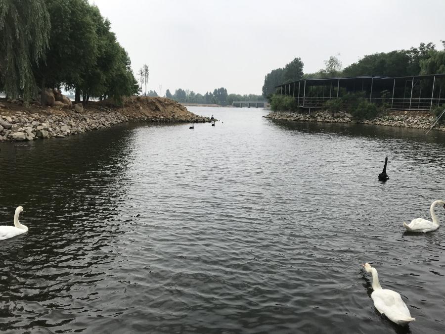 天鵝湖風(fēng)景區(qū)（泰山）速覽！(圖14)