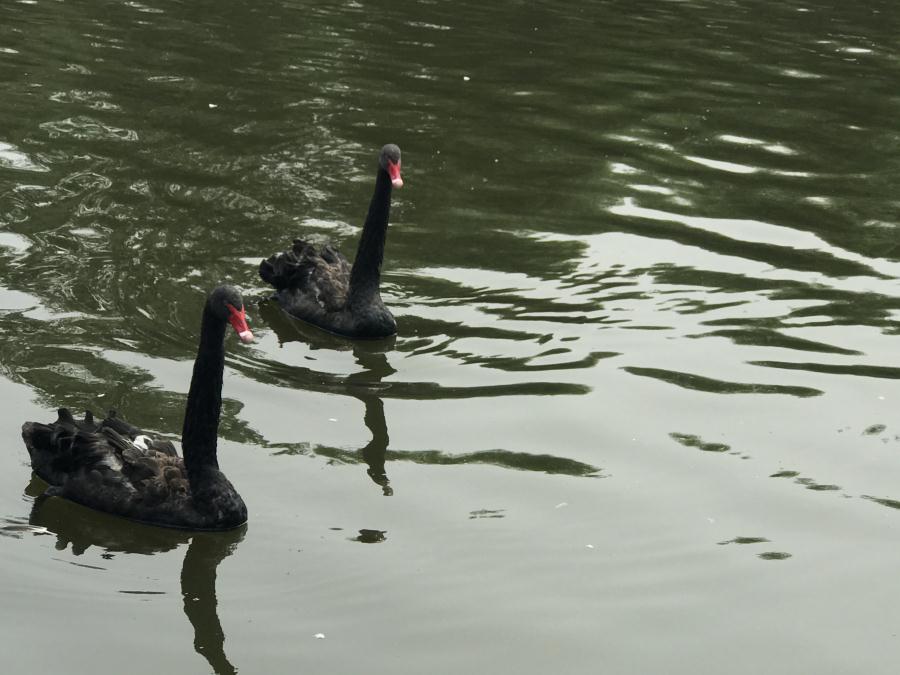 天鵝湖風(fēng)景區(qū)（泰山）速覽！(圖13)