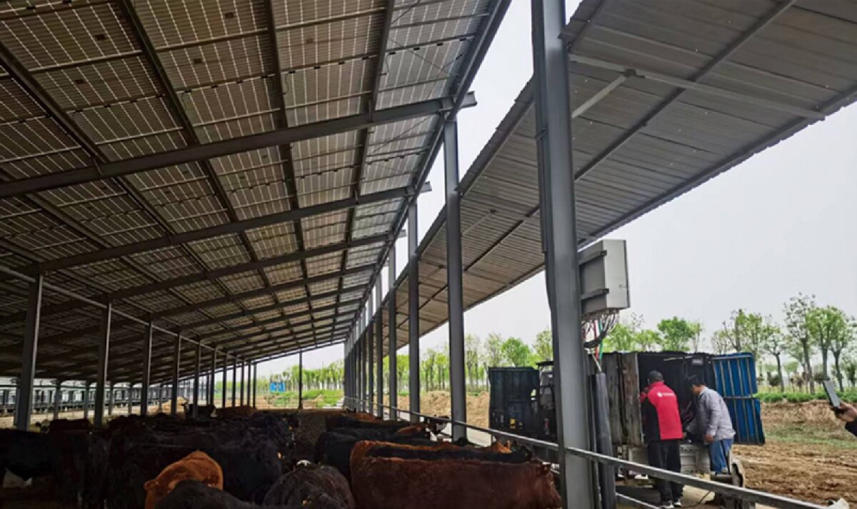 信橋鋼構(gòu)：打卡蒙陰農(nóng)業(yè)溫室大棚、青州黑牛養(yǎng)殖基地！(圖4)