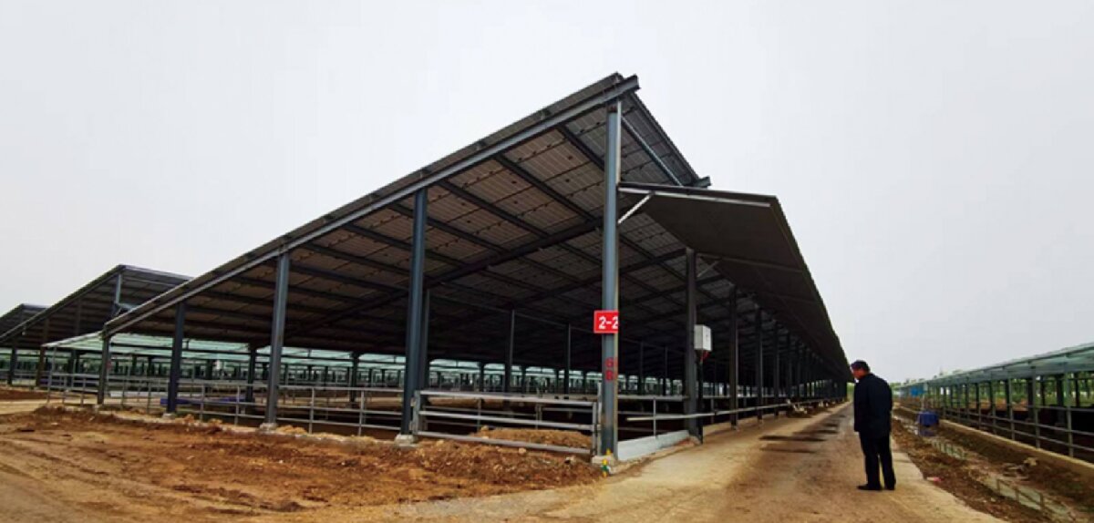 信橋鋼構(gòu)：打卡蒙陰農(nóng)業(yè)溫室大棚、青州黑牛養(yǎng)殖基地！(圖5)